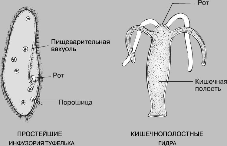 Через какой браузер можно зайти на кракен